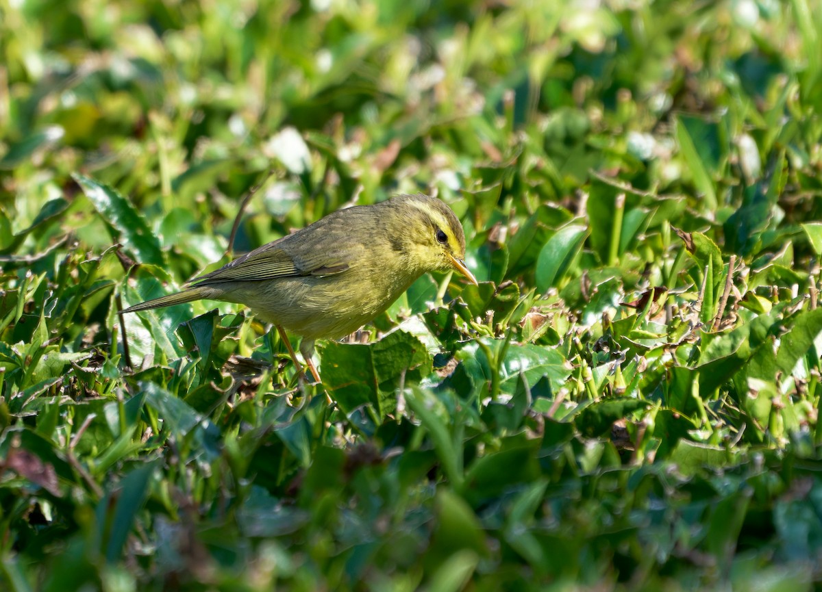 Tickell's Leaf Warbler (Tickell's) - Andrew Wilson