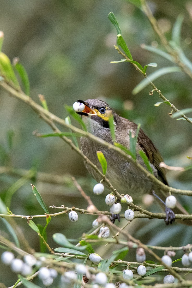 Yellow-faced Honeyeater - ML613495994