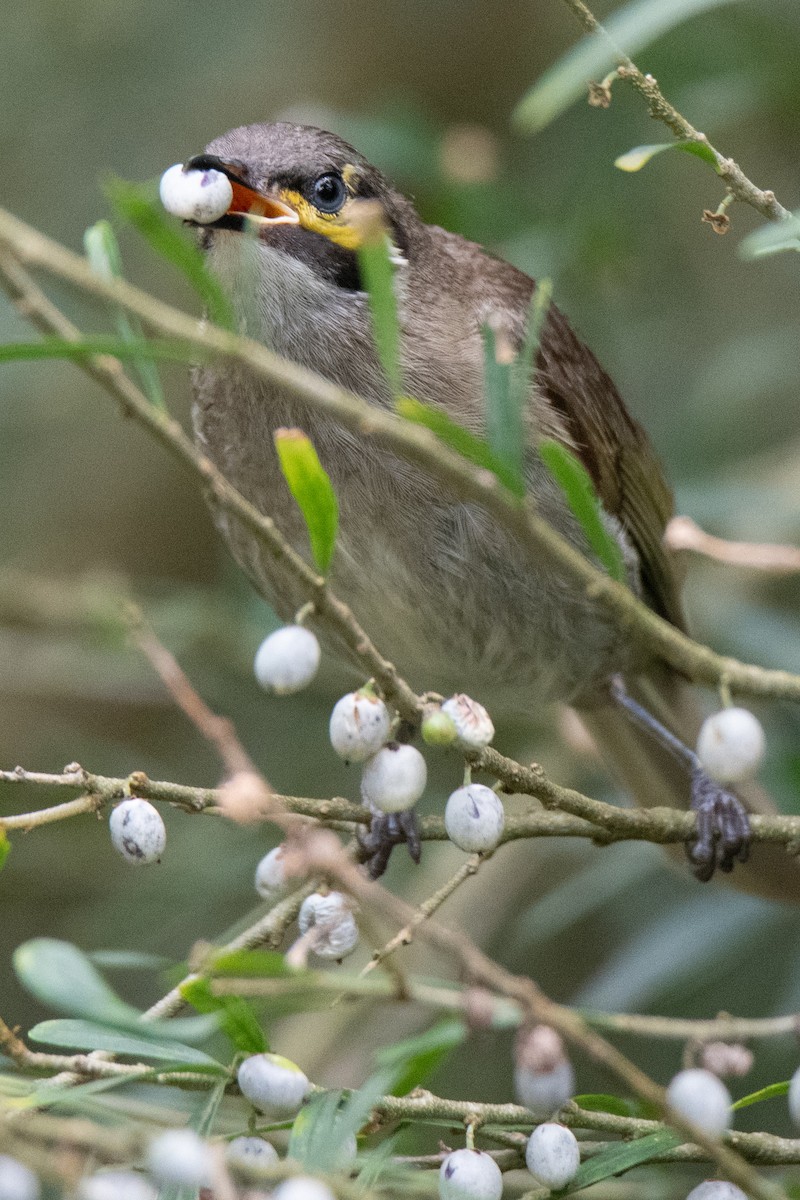 Yellow-faced Honeyeater - ML613495995