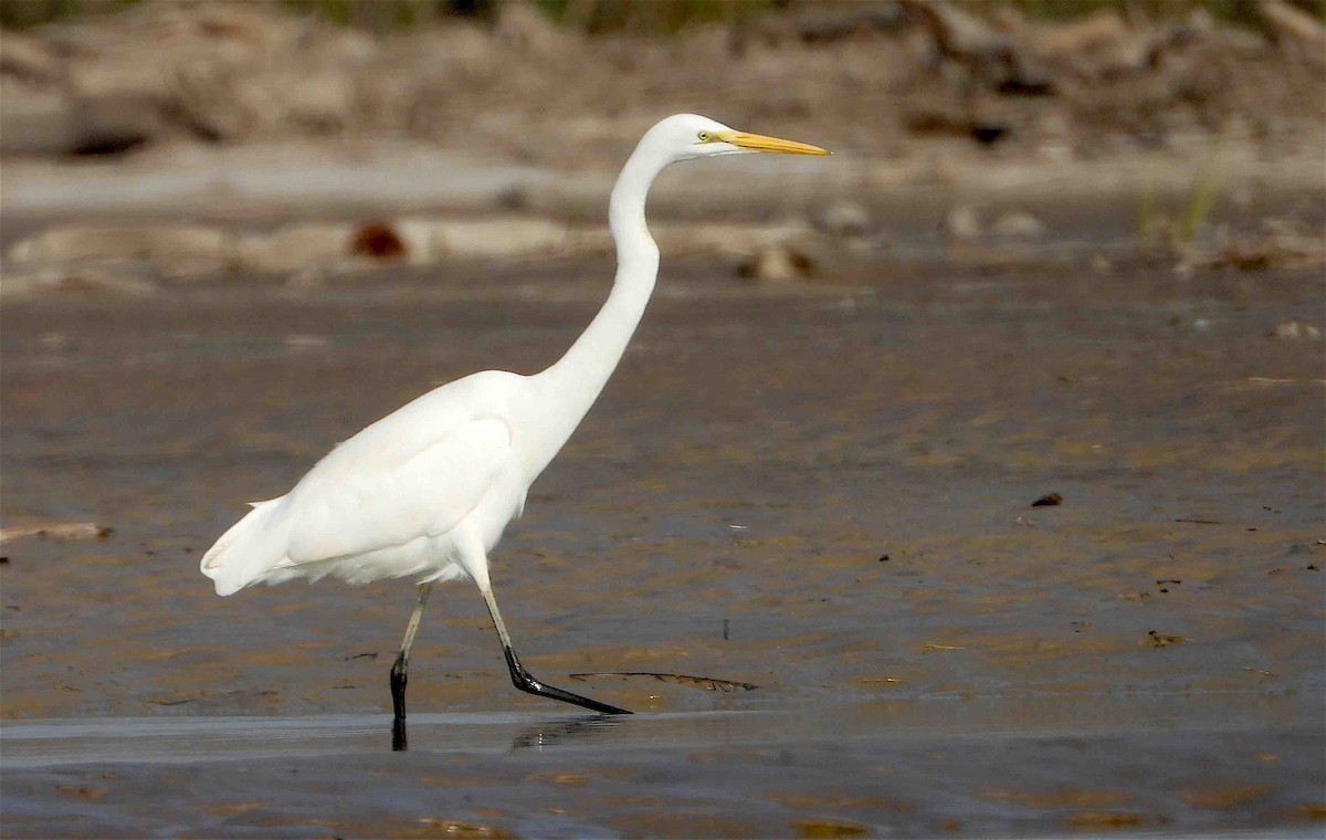 Great Egret - ML613496030