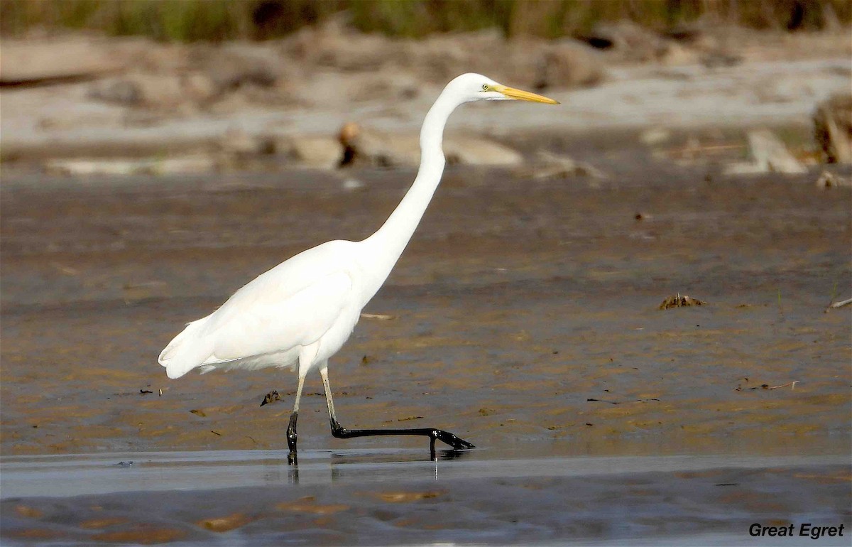 Great Egret - ML613496031