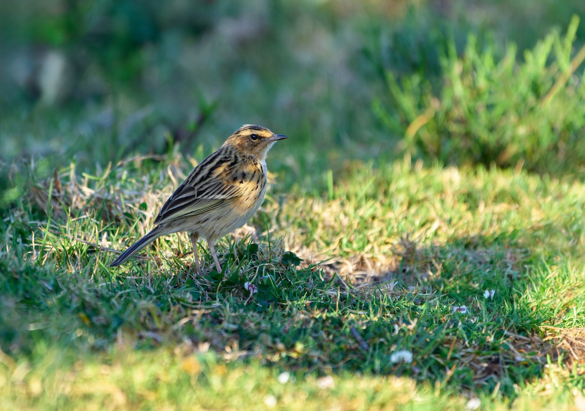 Nilgiri Pipit - ML613496083