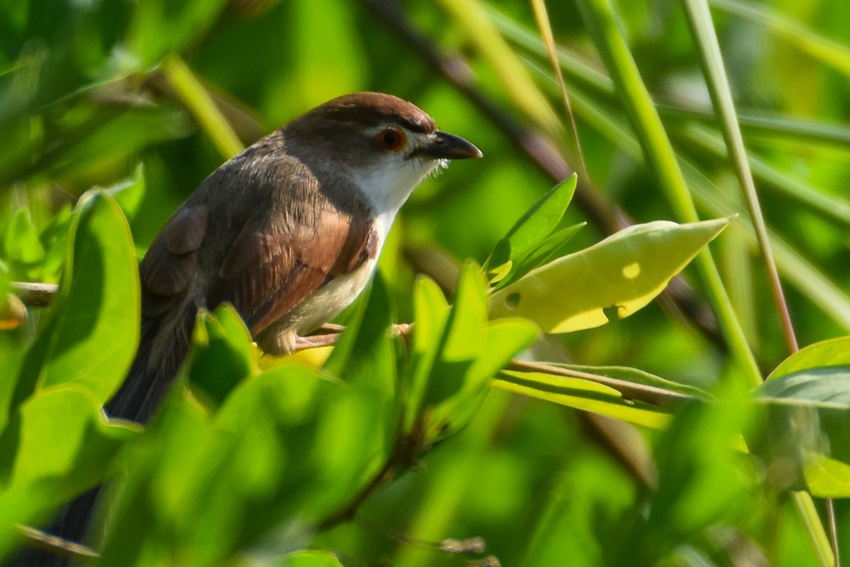 Yellow-eyed Babbler - ML613496091