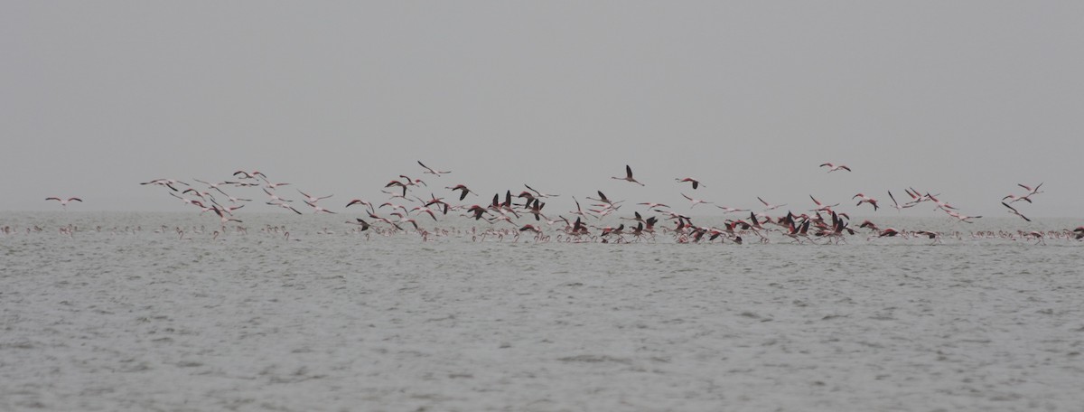Greater Flamingo - Elaheh Afsaneh