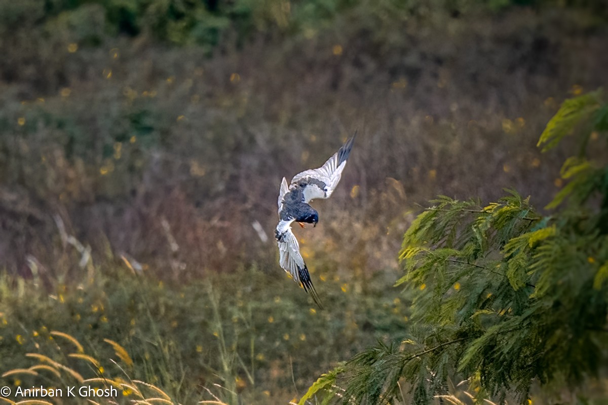 Pied Harrier - Anirban K Ghosh