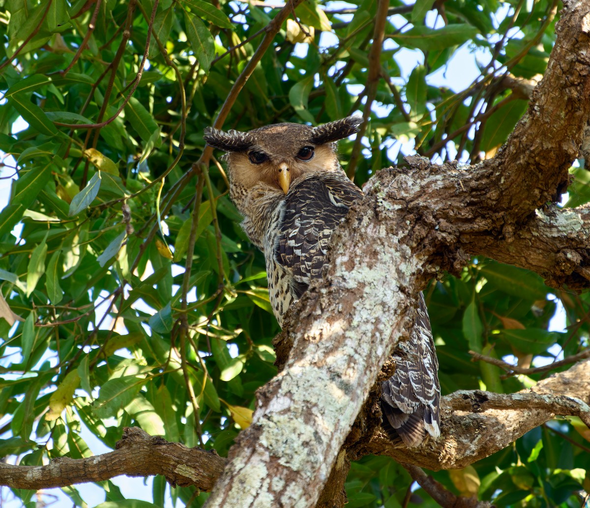 Spot-bellied Eagle-Owl - ML613496110