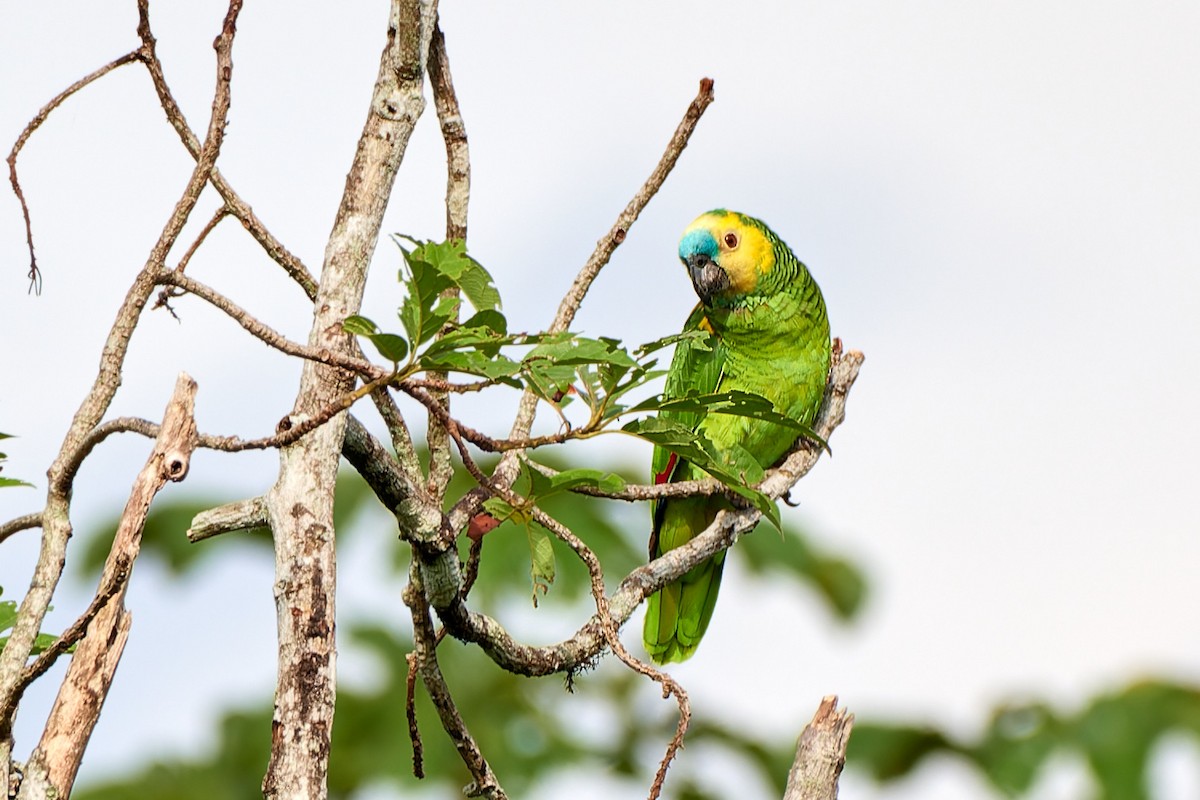 Turquoise-fronted Parrot - ML613496120