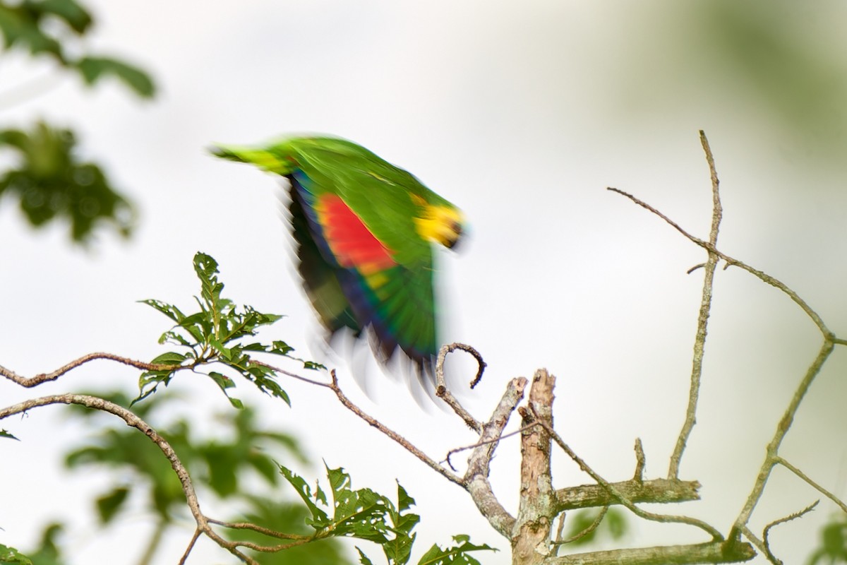 Turquoise-fronted Parrot - ML613496121