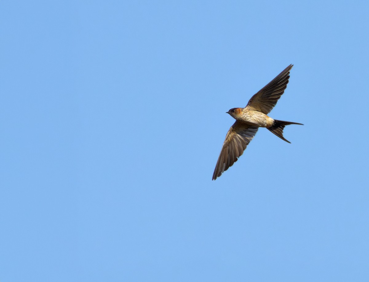 Red-rumped Swallow - Andrew Wilson