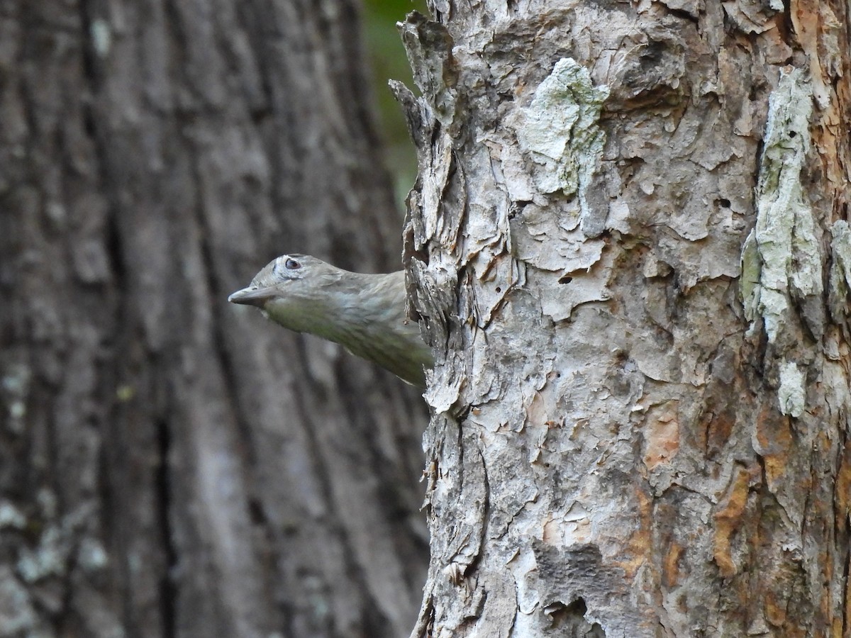 Arafura Shrikethrush - Joshua Kisyma