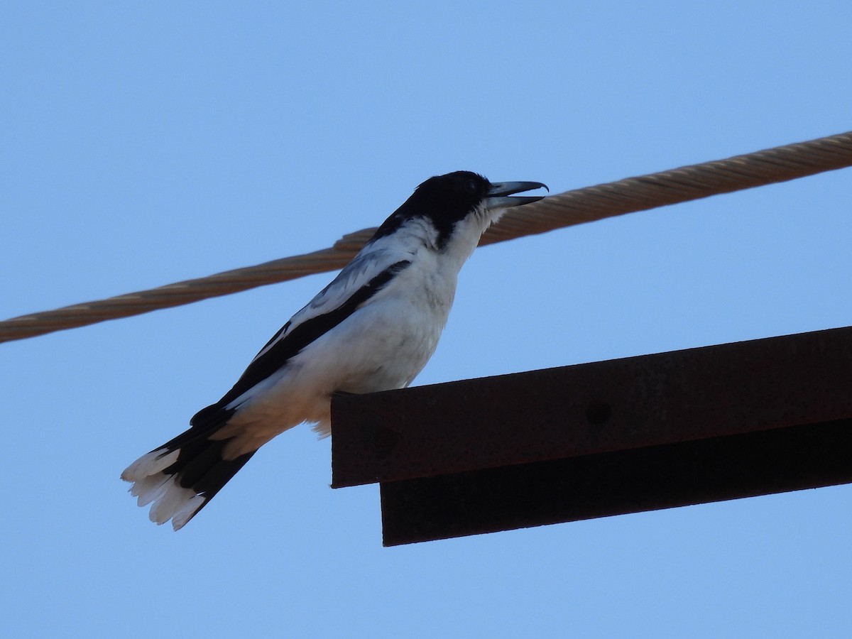 Silver-backed Butcherbird - ML613496206