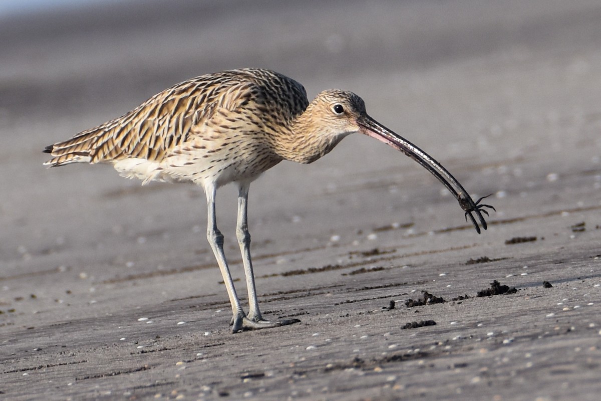 Eurasian Curlew - ML613496222