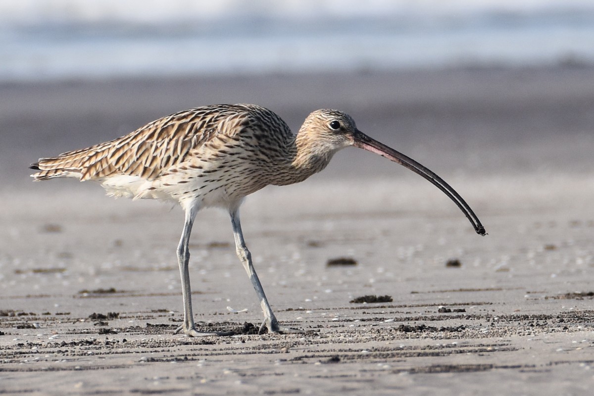 Eurasian Curlew - ML613496226