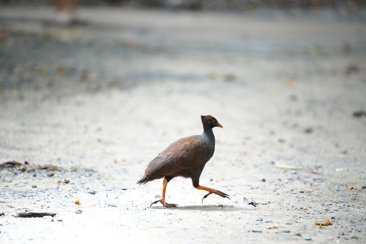 Orange-footed Megapode - Anonymous