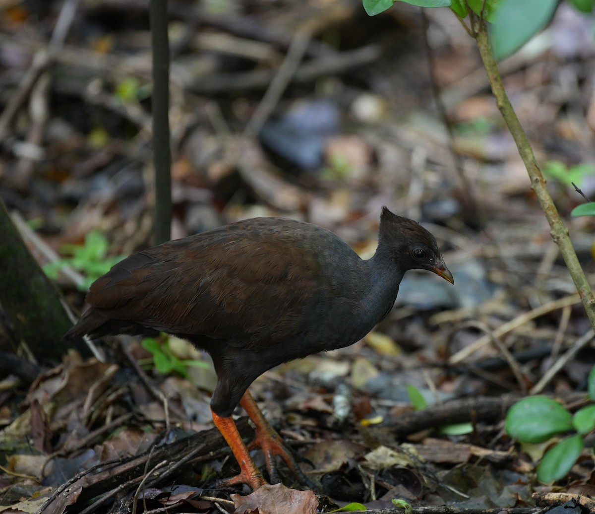Orange-footed Megapode - Anonymous