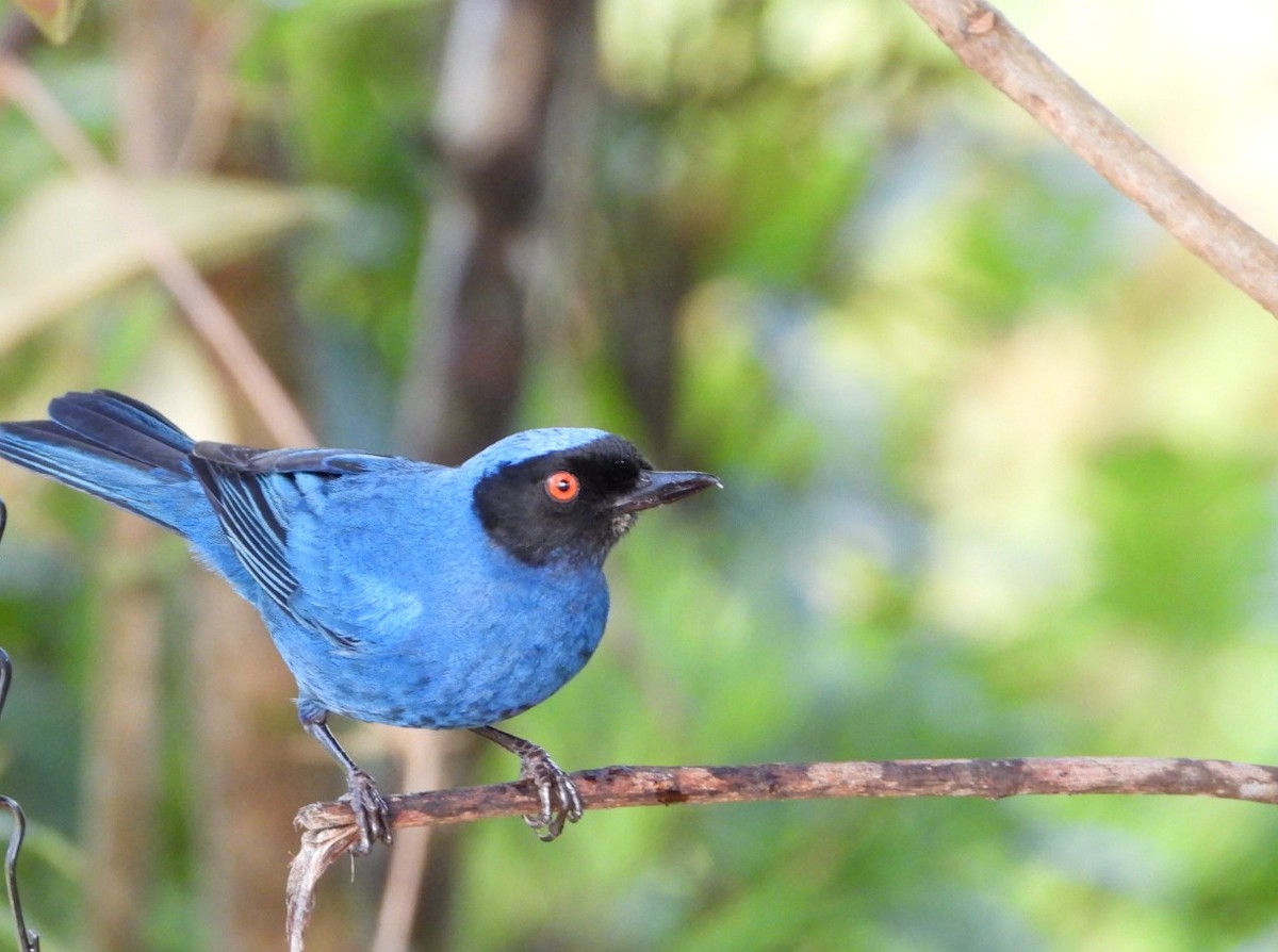 Masked Flowerpiercer - ML613496355