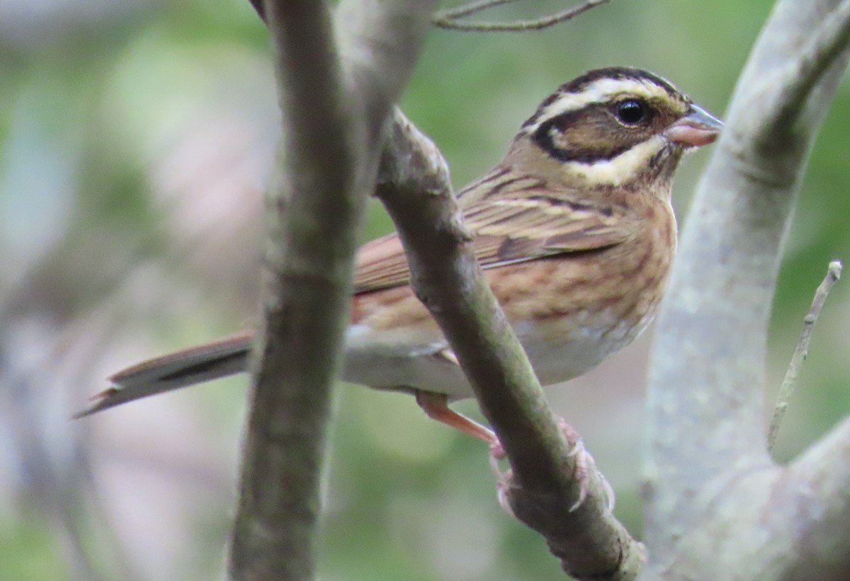 Tristram's Bunting - ML613496384