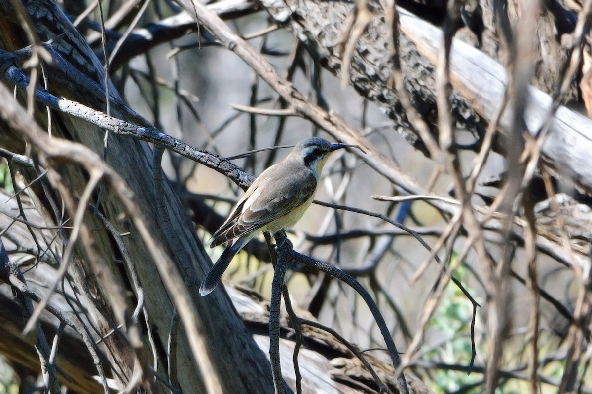 Black-eared Cuckoo - Anthony Katon