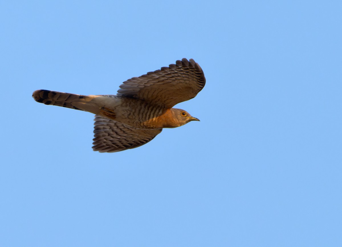 Wechselkuckuck - ML613496400