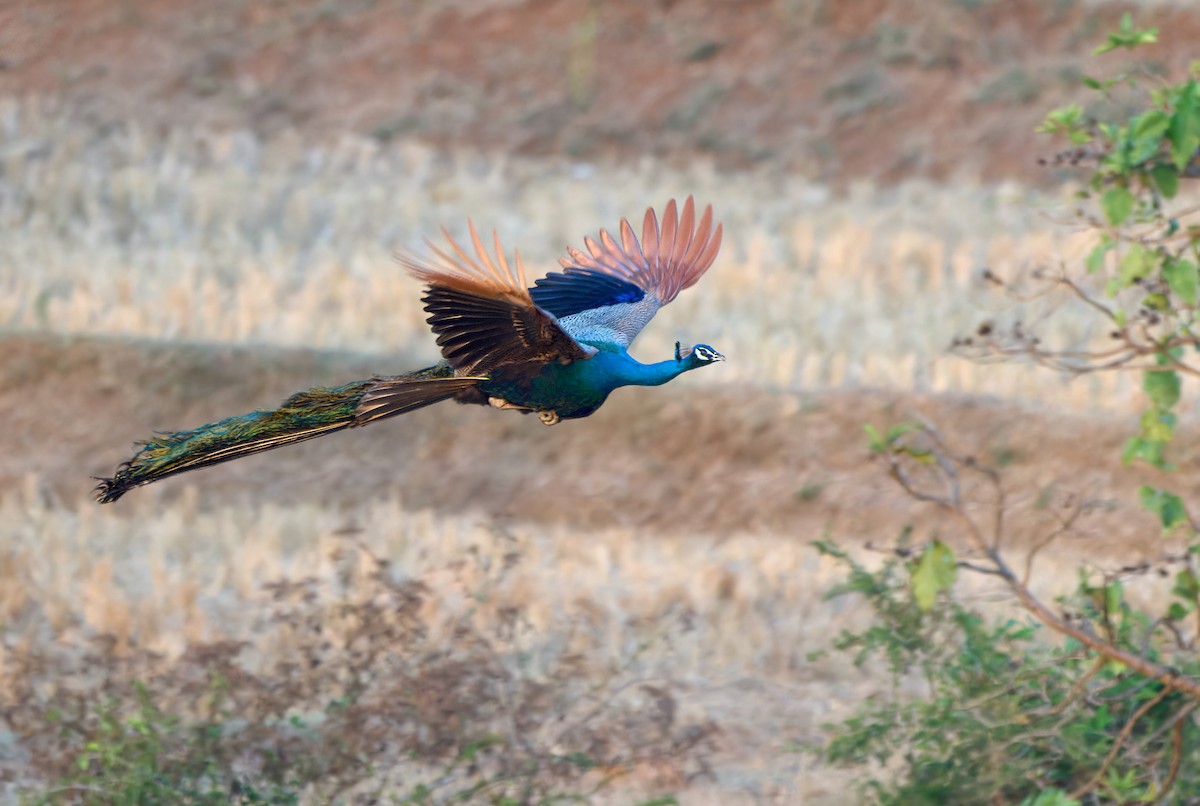Pfau - ML613496411