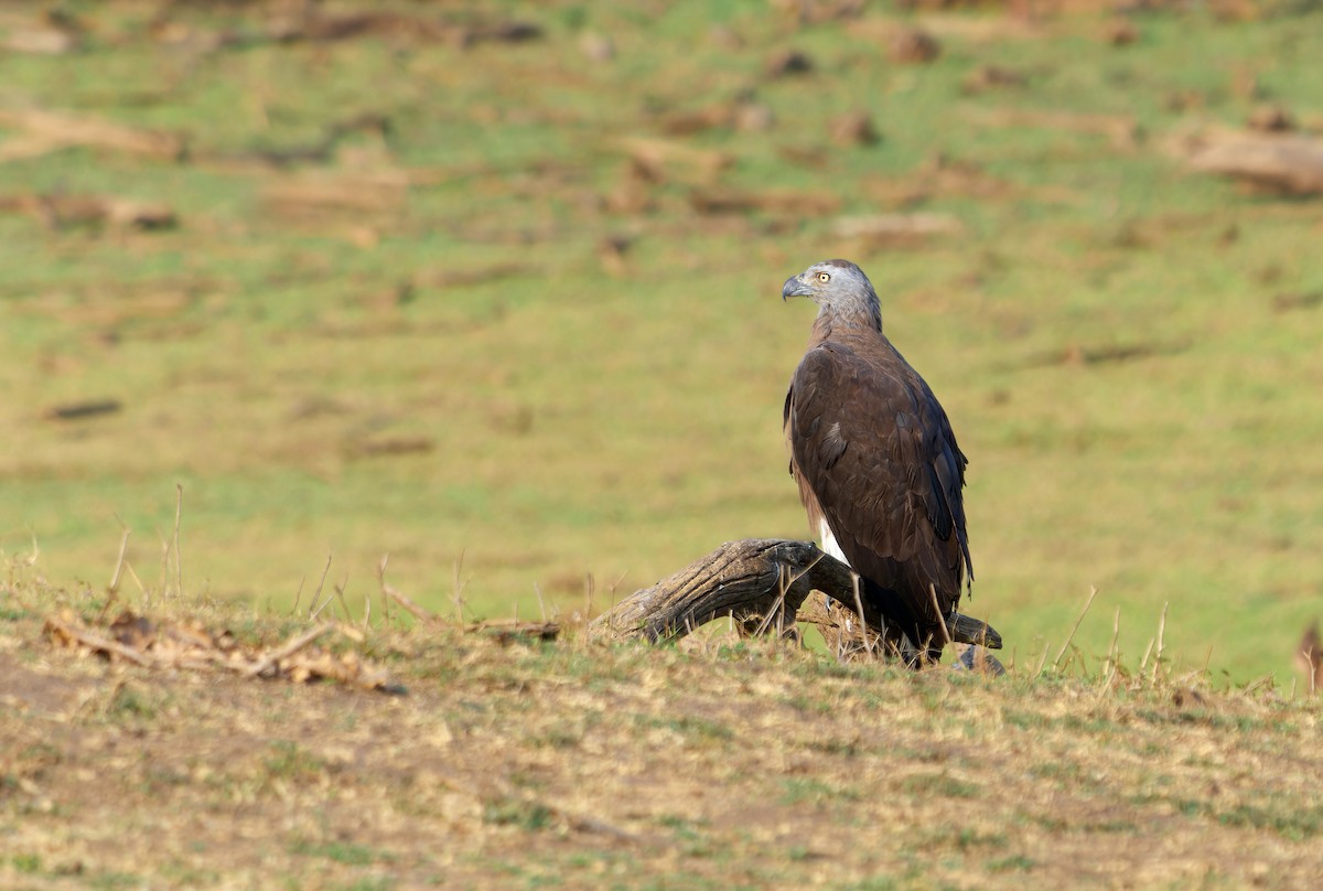 Gray-headed Fish-Eagle - Andrew Wilson