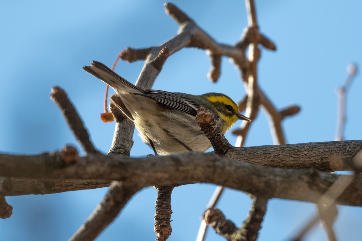 Townsend's Warbler - ML613496459