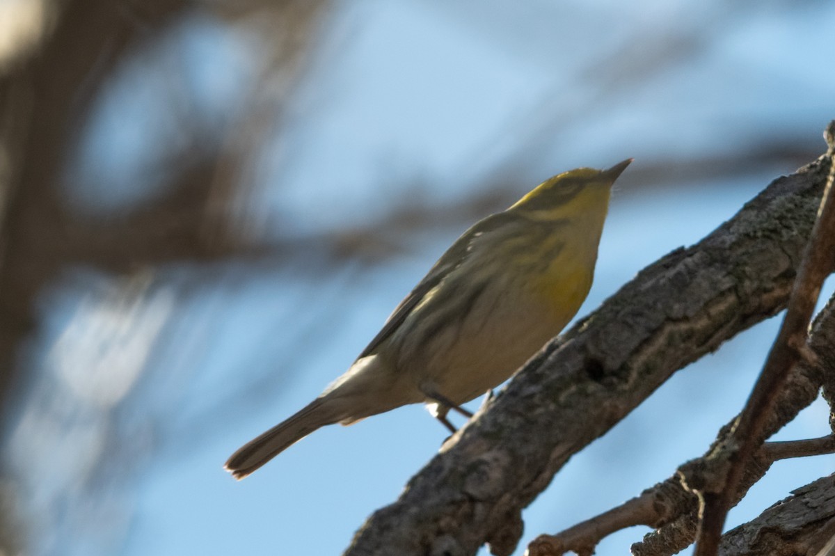 Townsend's Warbler - ML613496460