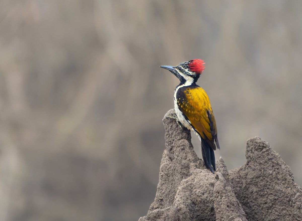 Black-rumped Flameback - ML613496496