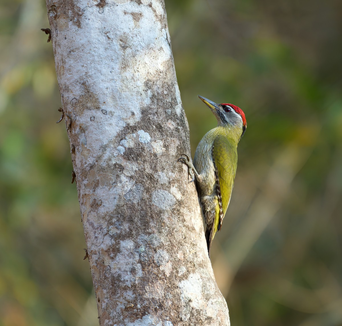 Streak-throated Woodpecker - ML613496499