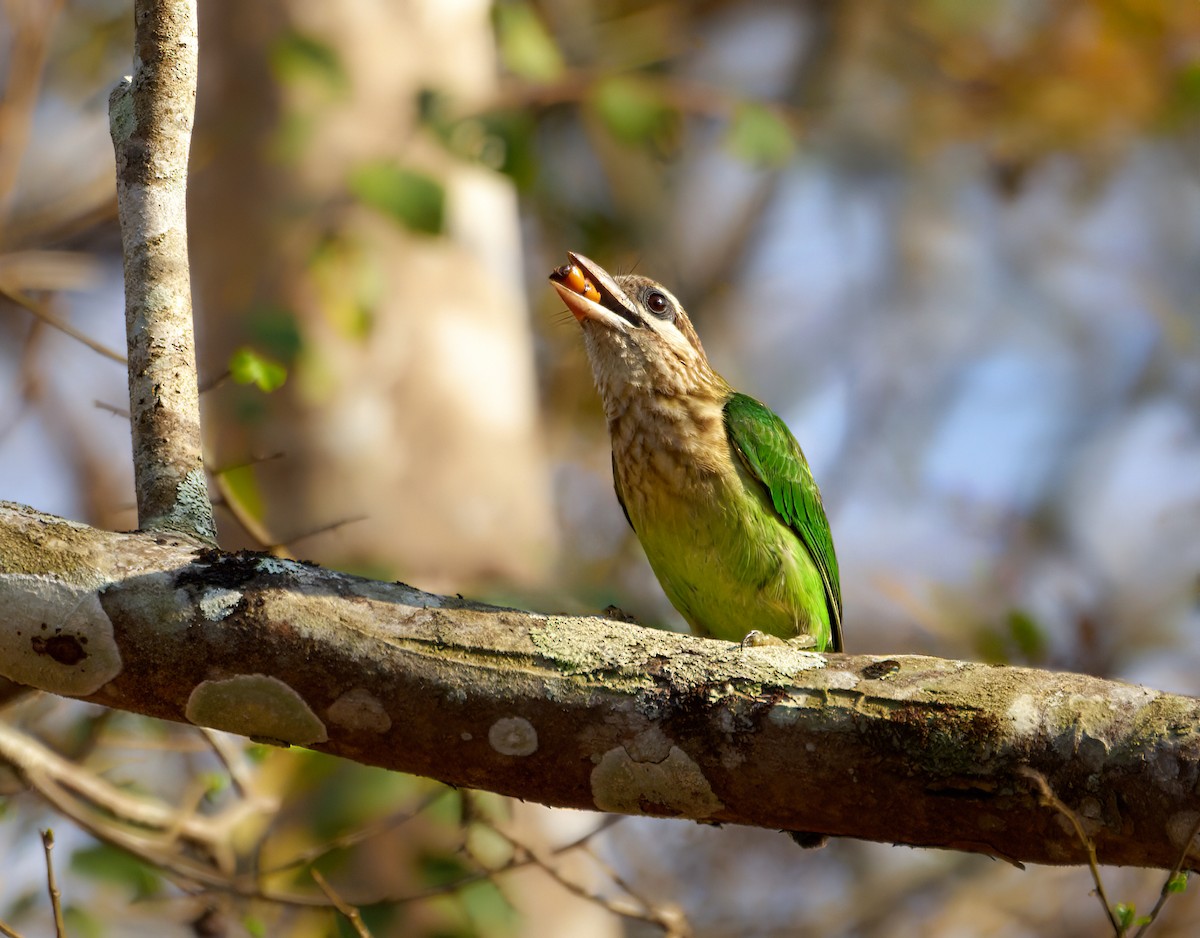 White-cheeked Barbet - ML613496504