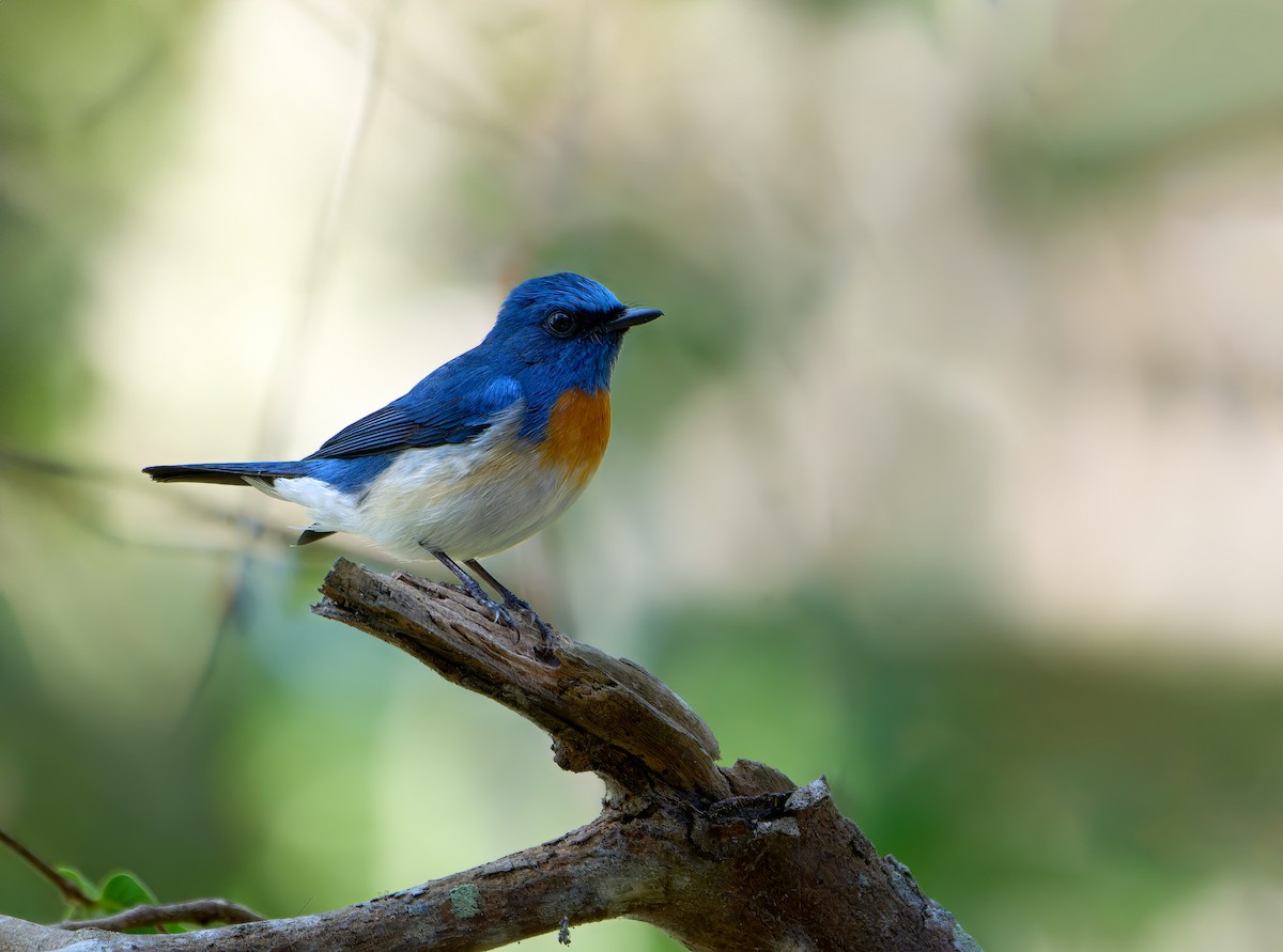 Blue-throated Flycatcher - ML613496508