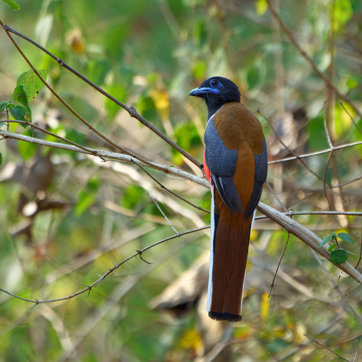 Malabar Trogon - ML613496515