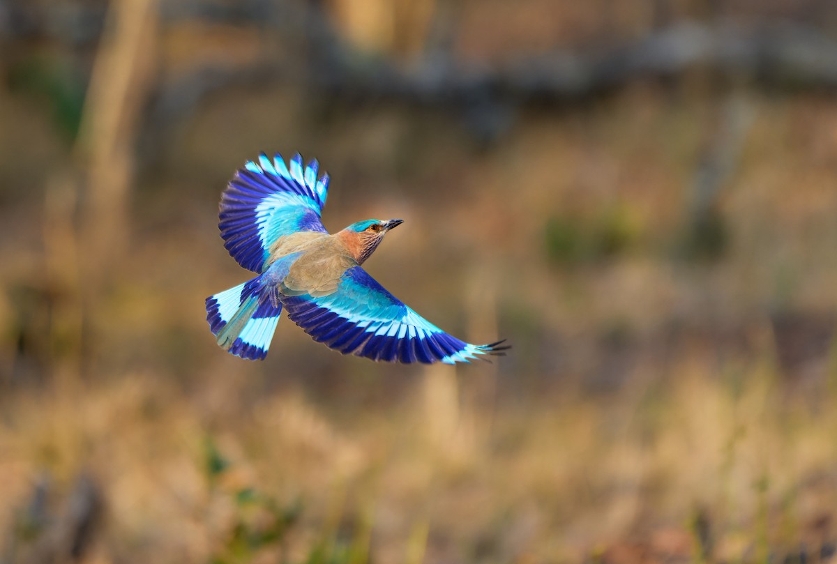 Indian Roller - ML613496520