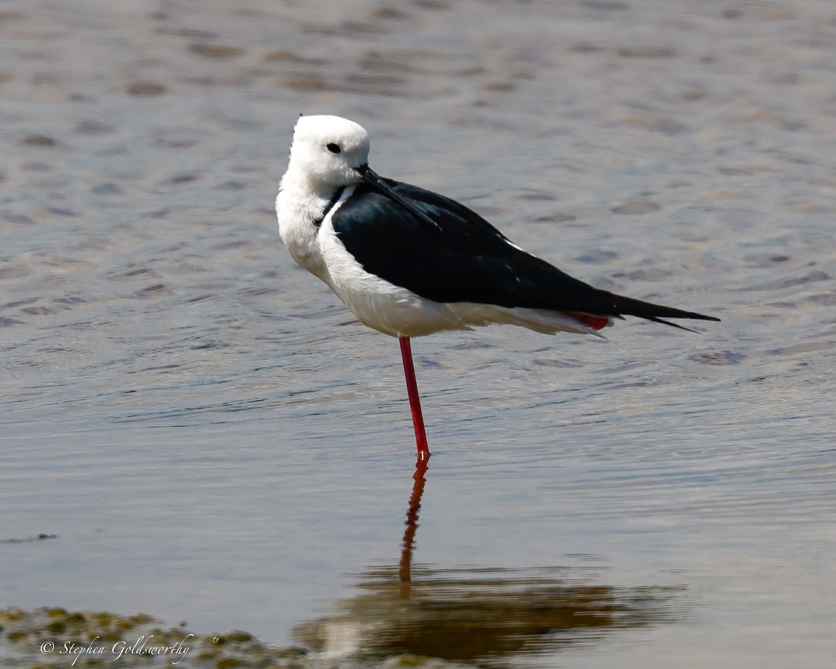 Pied Stilt - ML613496542