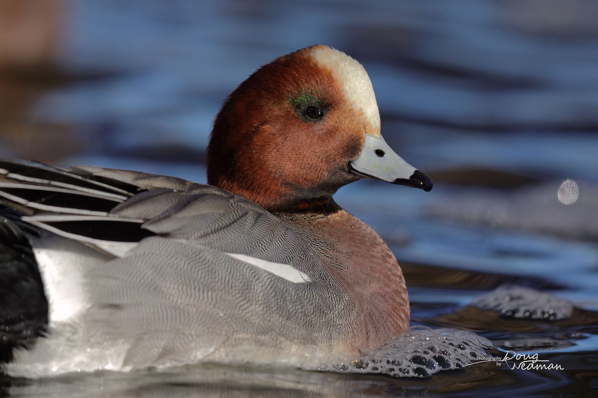 Eurasian Wigeon - Doug Wedman