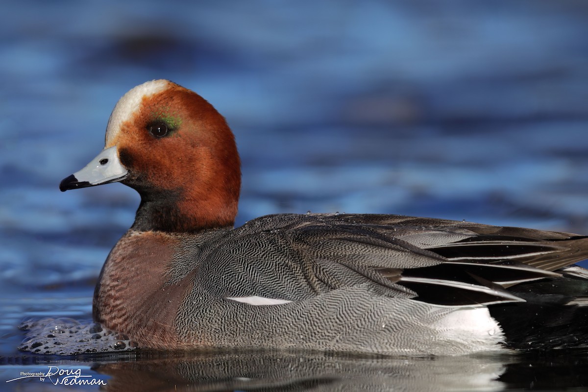 Eurasian Wigeon - ML613496551