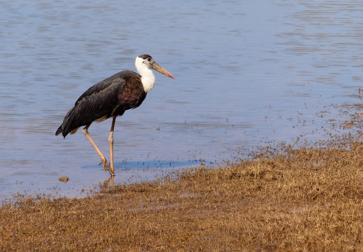 Asian Woolly-necked Stork - ML613496552