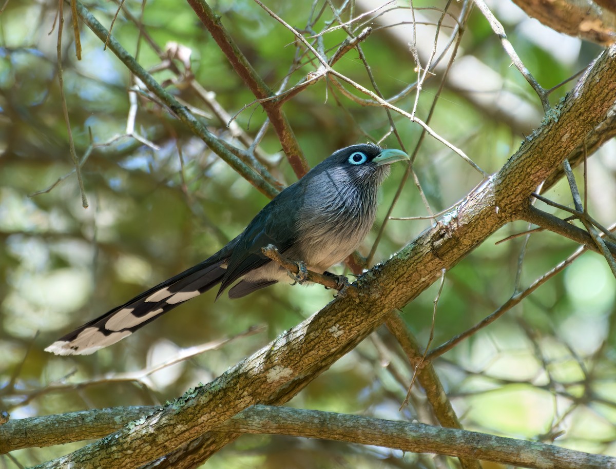 Blue-faced Malkoha - ML613496559