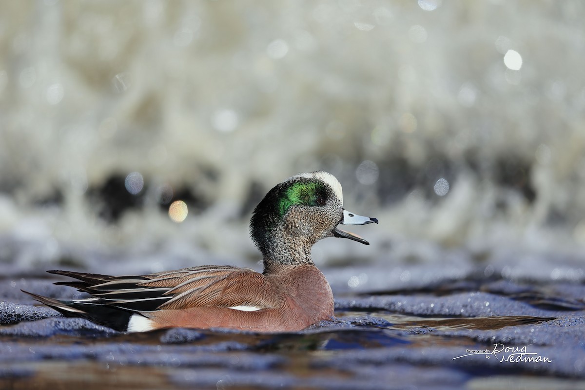 American Wigeon - ML613496561