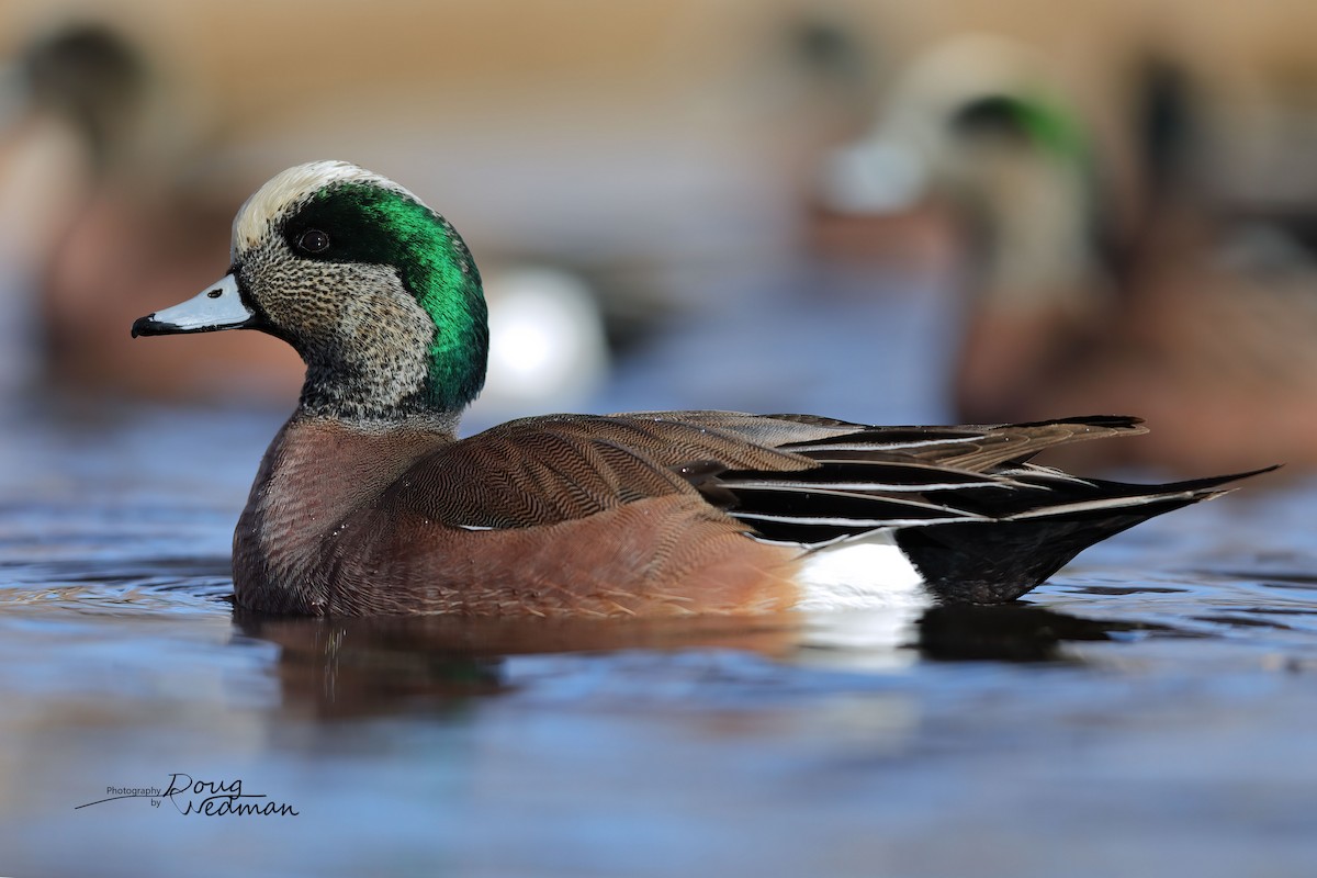 American Wigeon - ML613496562