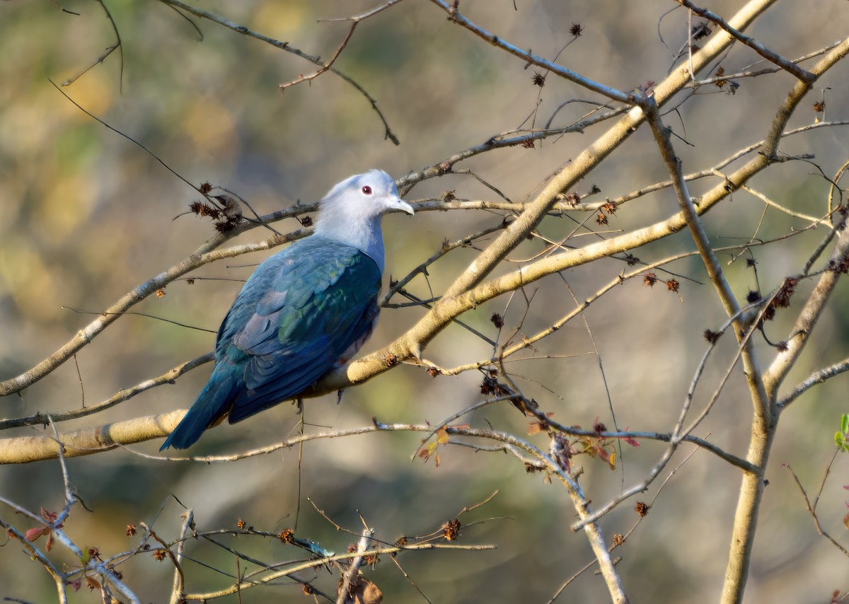 Green Imperial-Pigeon - ML613496564