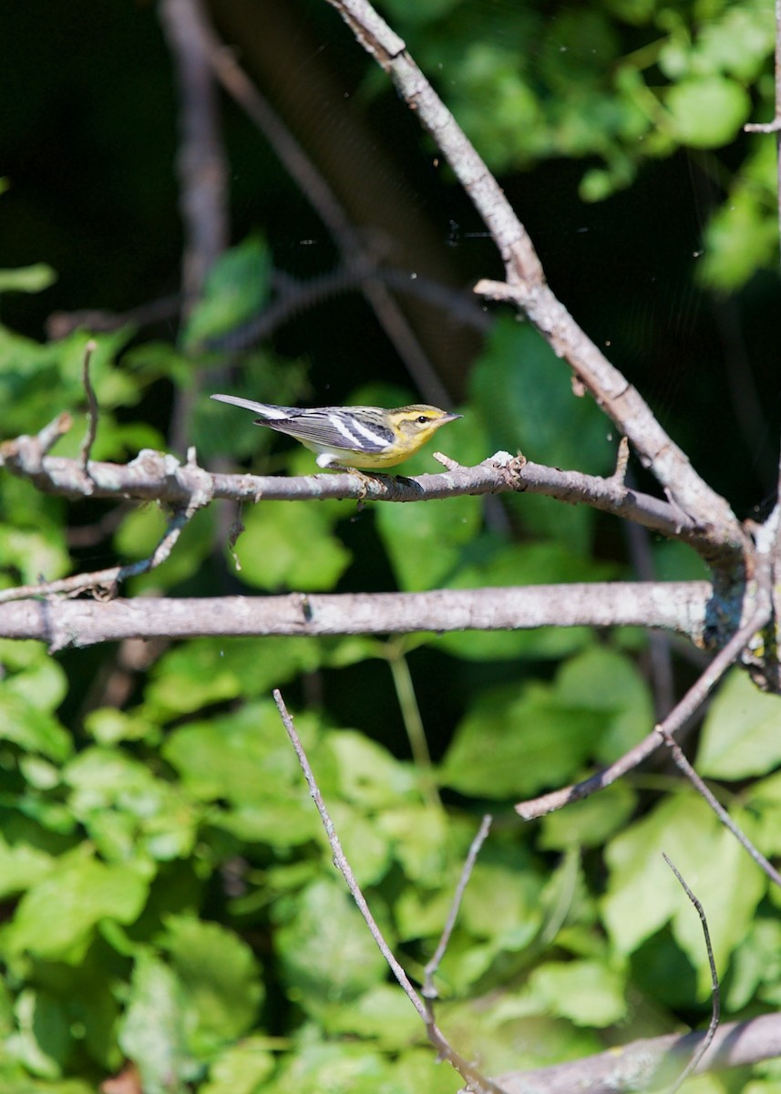 Blackburnian Warbler - ML613496578