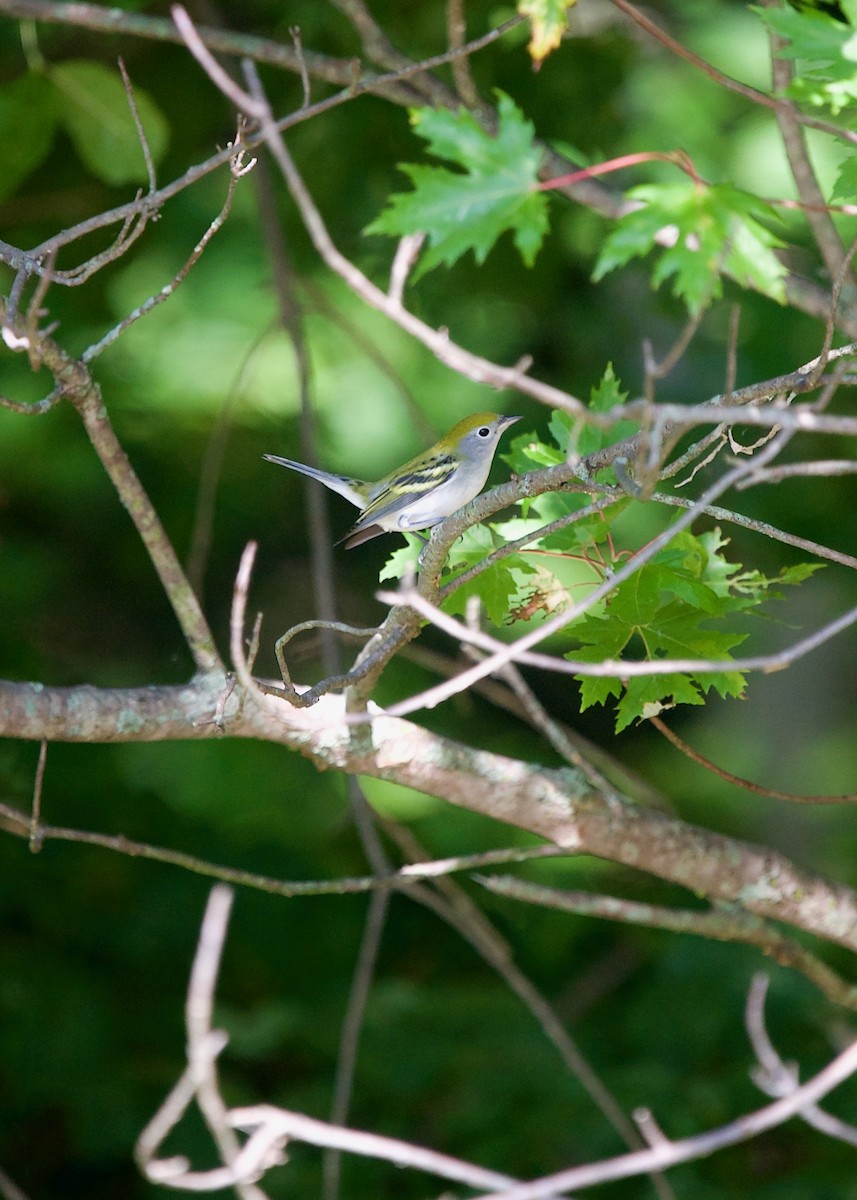 Chestnut-sided Warbler - Jon Cefus