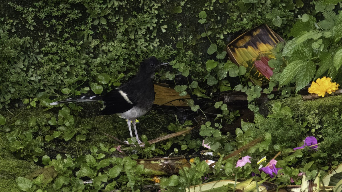 White-crowned Forktail (Javan) - ML613496589