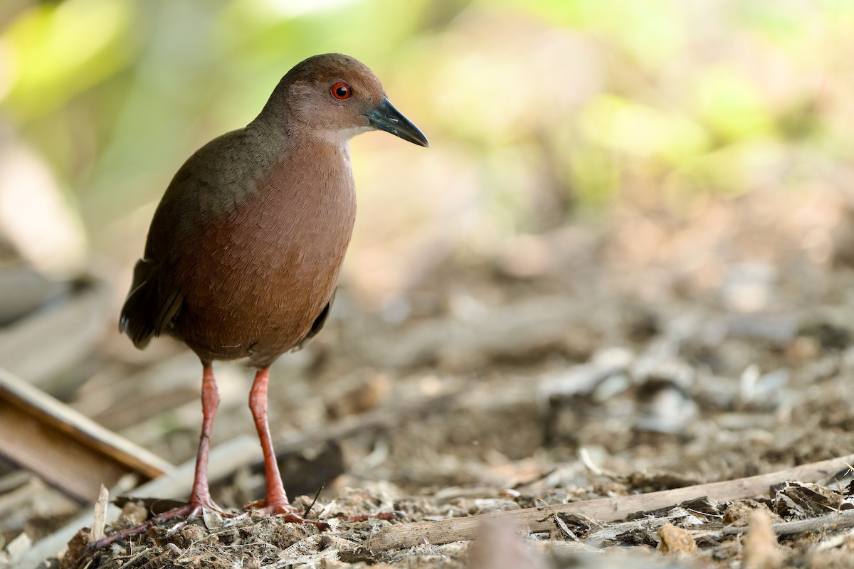 Ruddy-breasted Crake - Sam Hambly