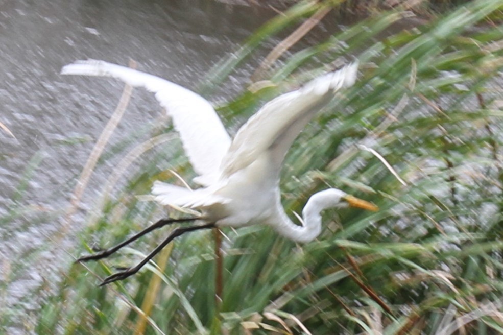 Great Egret - ML613496657