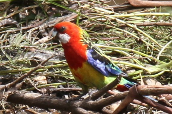 Eastern Rosella - ML613496662