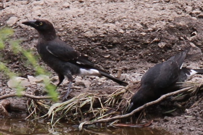 Pied Currawong - ML613496666