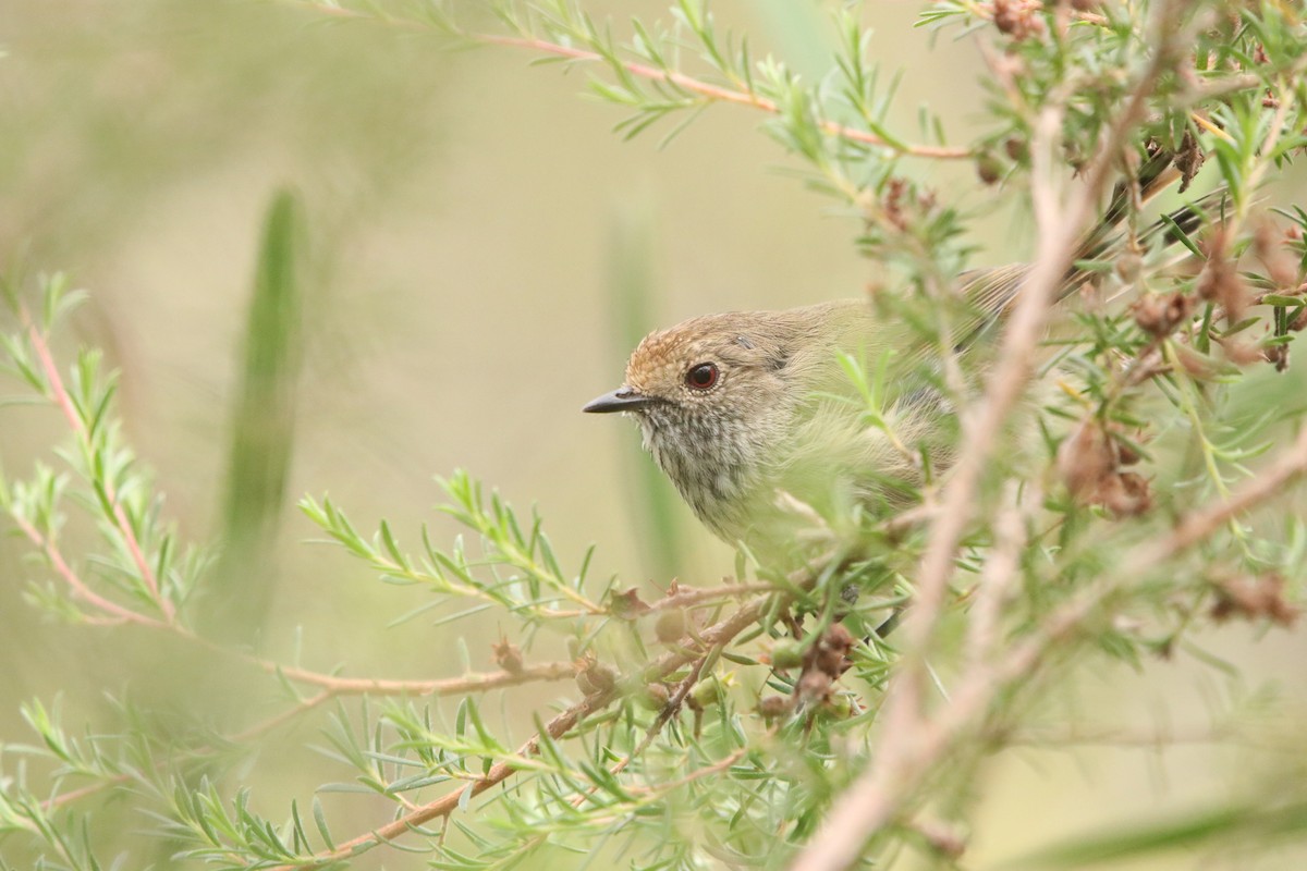 Brown Thornbill - ML613496772