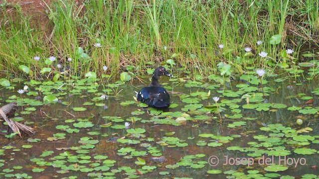 Muscovy Duck - ML613496817